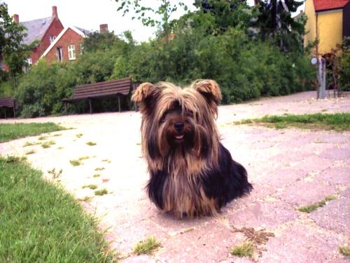 dog - dog