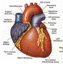 HEART - HEART