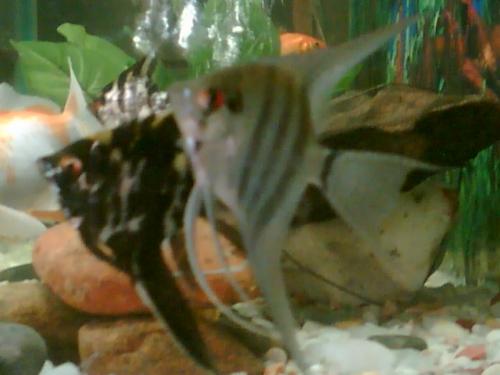 My fish tank - my fish tank