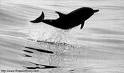 dolphins - dolphins