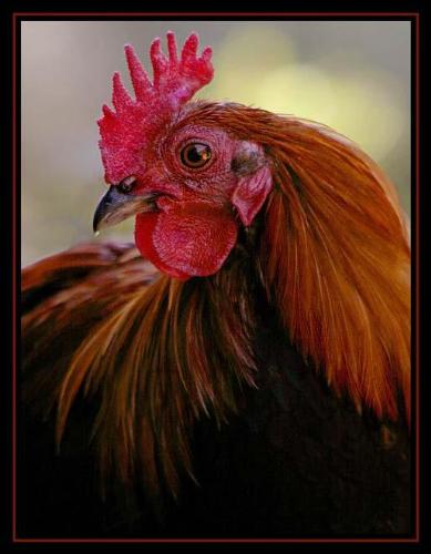 rooster - rooster