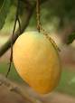 fruit - mango