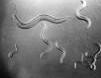 This is how the worm move. It is slow but it eat u - Hi The worm just like the time you spent on internet. The longer you are online the more thing you will got to learn.  