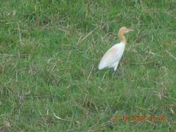 Bird in a park - Photographed in a public park in Mysore.