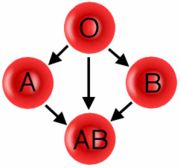 Blood Group - Blood Group