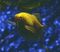 fish - fish
