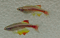 fish - fish