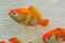 fish - fish