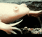 fish - fish