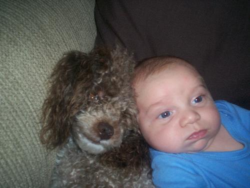 My poodle& Baby - My Poodle & baby