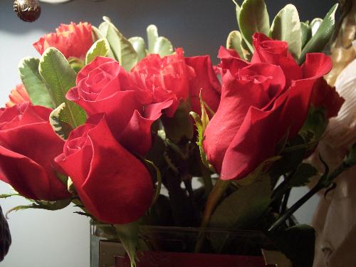 flowers - beautiful roses
