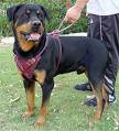 dog - dog dog - dog