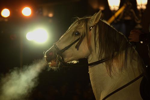 El Duque II - AN IMAGE SHOWING PHOTO OF A HORSE!