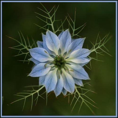 love in the mist - A PHOTO OF A BEAUTIFUL FLOWER!