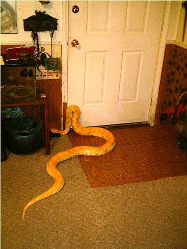 My Hubby's snake - She wants to go for a walk?