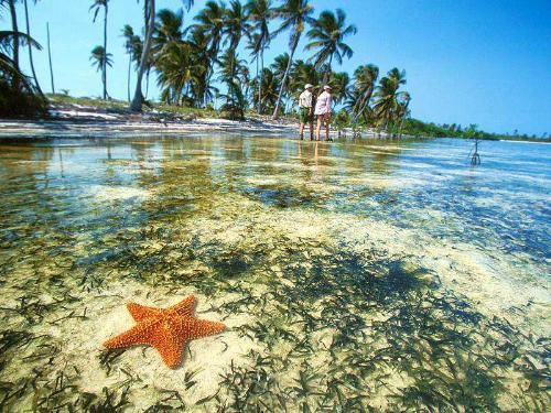 superb view - Sea star...