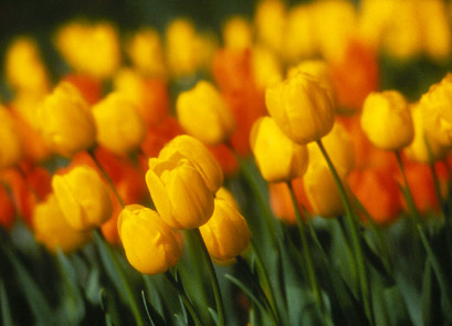 flowers - tulips