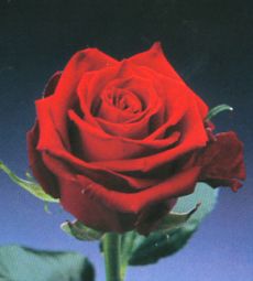 Red rose - ^__^