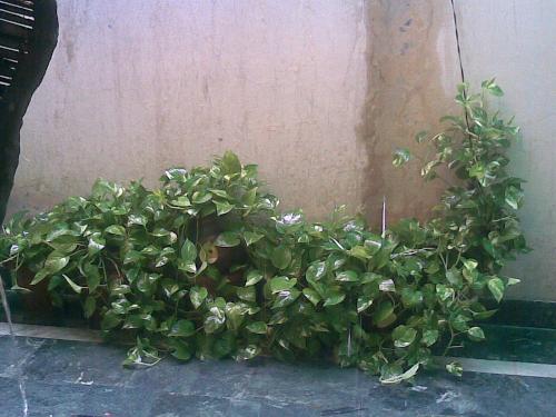 geenry of my home - geenry of my home