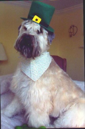Dog - My Aunts dog dressed up lol