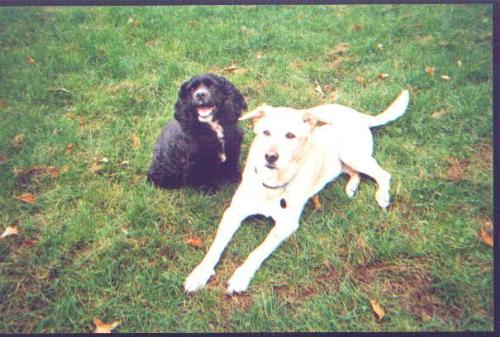 Dog - My dogs