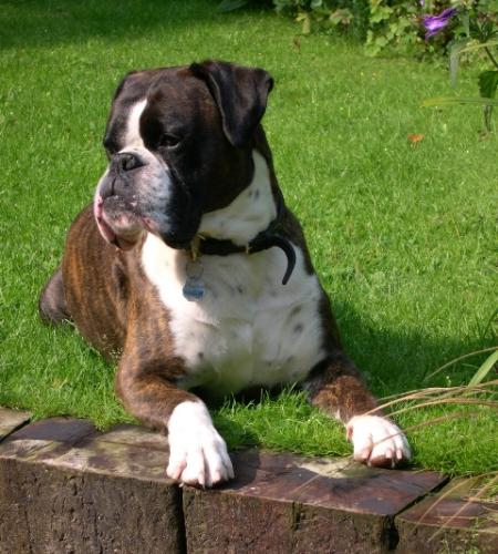 boxer - boxer breed