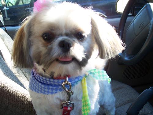 Fritzy mae - my dog