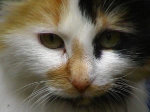 Copper - Copper was born to a feral cat that brought her litter to my home 3 years ago.