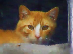 Splash Oil Painting - This photgraph I of Splash I rendered into an oil painting