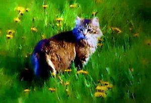 Adahy (He who lives in the woods) - Another photo turned into an oil painting of a feral cat. Sadly Adahy was hit by a speeing motorist on the road where I live in August.