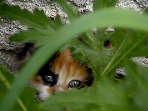 Feral Kitten - Taken from a neighbor's yard in the summer.