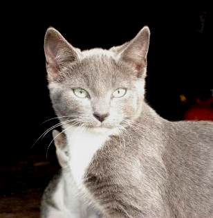 Silver - Beautiful feral cat that decided to make her home with me.