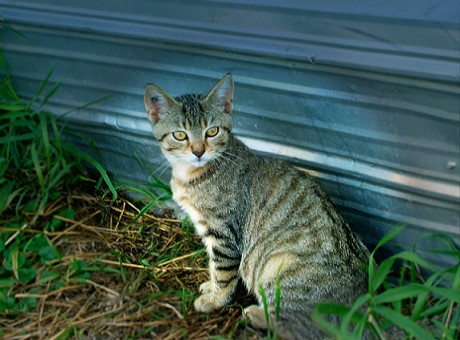 Sparky - Socialized and neutered feral cat. This is the picture of Sparky I used on my book Loving the Feral Soul.