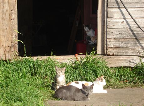 Barn Cats - Several of the feral cats I care for. Taking time out ad enjoying the warm weather.