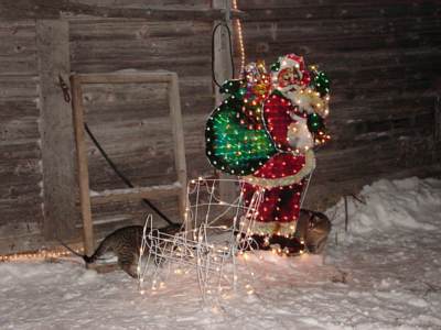 Feral Christmas - I am not one who celebrates Christmas much. What I do is I cook a turkey for the cats and setup a santa and lights around the barn for them.  In the picture you can see Firefox and Chaplin.