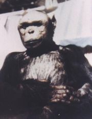 Oliver - Oliver was thought (up until this year) to be a cross bred human-chimpanzee.
