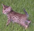 cat - cat.