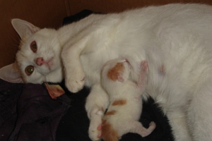 Q-Tip & QT2 - One of the most amazing things I have witnessed i my life was the day QT2 was born. I saw her as Q-Tip gave birth to her. This photo was taken ot even an hour after her birth.