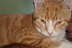 Sad Eyes - This is another one of my rescues. Sad Eyes was 5 weeks old when I rescued him with his siblings after fidig their mom dead of Cardiomyopathy in front of the barn on September 4, 2005.  This photo was taken before he became quite ill one weekend and spent several days in the hospital. Bloodwork showed he tested positive for FIV and the illness was due to this. He has fully recovered and is in wonderful health.