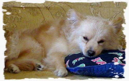 dog - my puchie