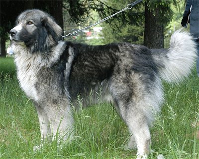 Carpatin - Romanian Carpatin - sometimes used as a sheepdog.
