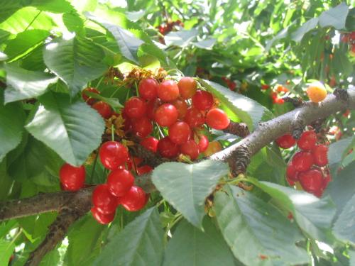 cherries - cherries