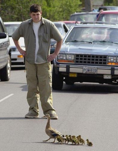 ducks on road - Yes they sometimes make a trffic jammmm!!