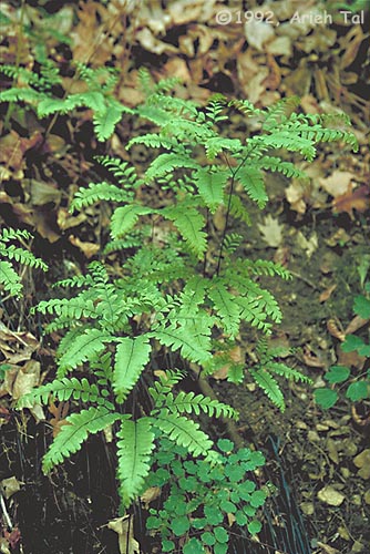 Madenhair Fern - A madenhair fern