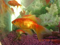 goldfish - Photographed at Mysore acquarium