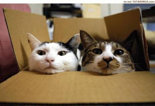 cats - cats are included in my favorite pets.. they are very sweet i guess, in the sense that they would always go to you and always like being cuddled.. their soft hair is just nice to touch.. they are not of a burden to take care of..