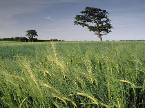 Barley Field, North Somerset, United Kingdom - Barley Field, North Somerset, United Kingdom