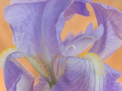 Bearded Iris - Bearded Iris
