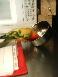 Ashley the sun conure - Ashley digging into her dinner with a vengance.