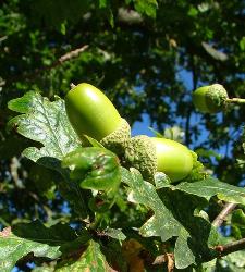 this is what acorns look like - acorns in scotland